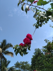 Bougainvillea spectabilis