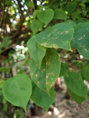 Bougainvillea spectabilis