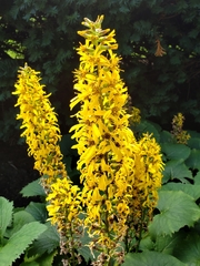 Ligularia stenocephala