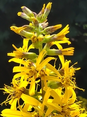 Ligularia stenocephala