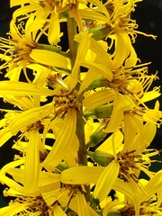 Ligularia stenocephala