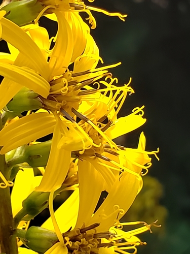 Ligularia stenocephala (Maxim.) Matsum. & Koidz.