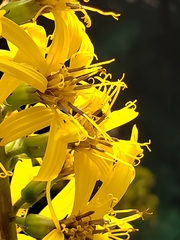 Ligularia stenocephala