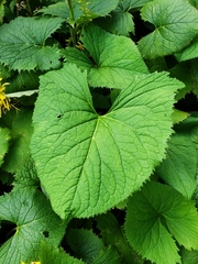 Ligularia stenocephala