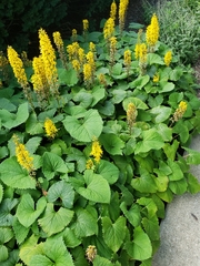 Ligularia stenocephala