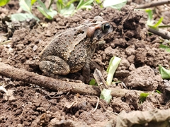 Incilius ibarrai