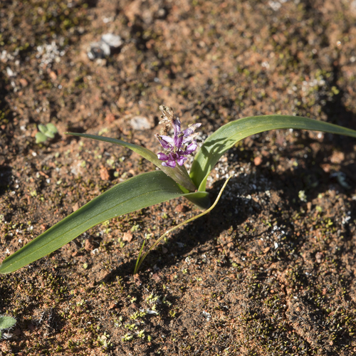 Wurmbea australis (Wurmbea australis)