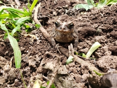 Incilius ibarrai
