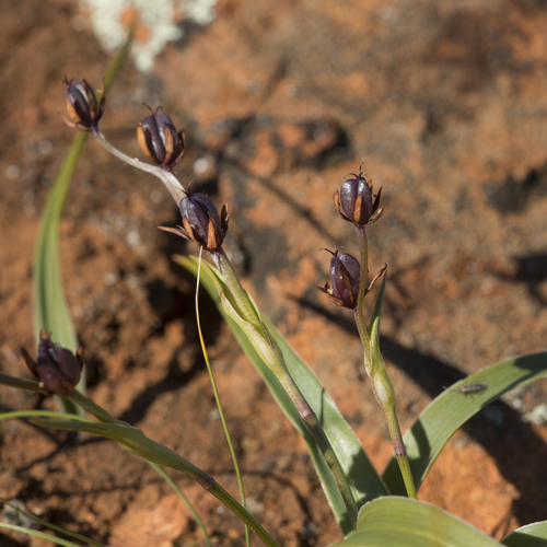 Wurmbea australis (Wurmbea australis)