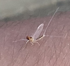 Callibaetis ferrugineus hageni