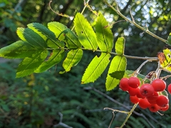 Sorbus aucuparia