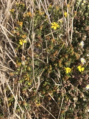 Deinandra clementina