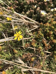 Deinandra clementina