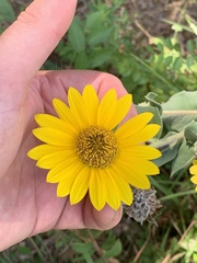 Helianthus mollis