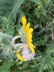 Helianthus mollis