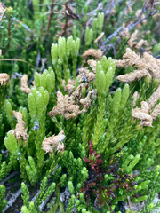 Diphasiastrum sitchense