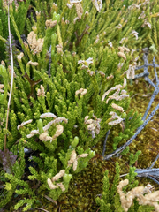 Diphasiastrum sitchense