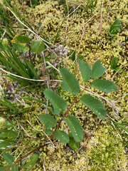 Sanguisorba stipulata
