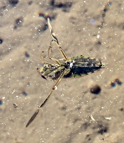 iNaturalist observation photo of Kirby's Backswimmer