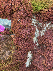 Andreaea nivalis