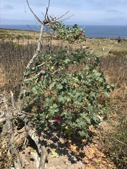Malva assurgentiflora