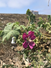 Malva assurgentiflora
