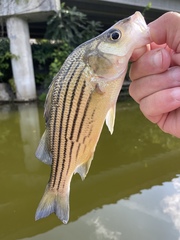 Morone mississippiensis