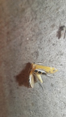 Nymphicula trimacula