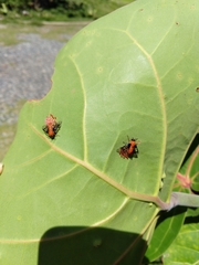 Sericoceros mexicanus