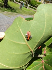 Sericoceros mexicanus