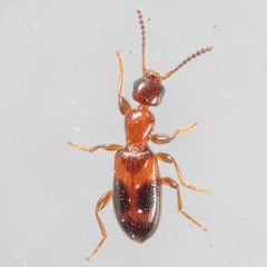 Vacusus vicinus