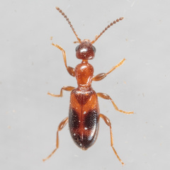 Vacusus vicinus
