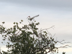Eudocimus albus