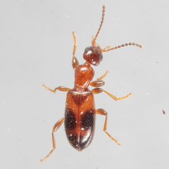 Vacusus vicinus