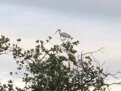 Eudocimus albus