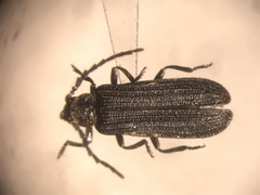 Eropterus arculus