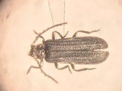 Eropterus arculus