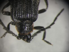 Eropterus arculus