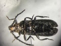 Eropterus arculus