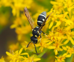 Stenodynerus anormis