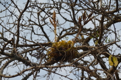 Tillandsia roland-gosselinii