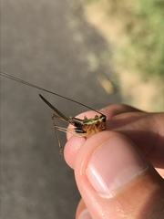 Conocephalus nigropleurum