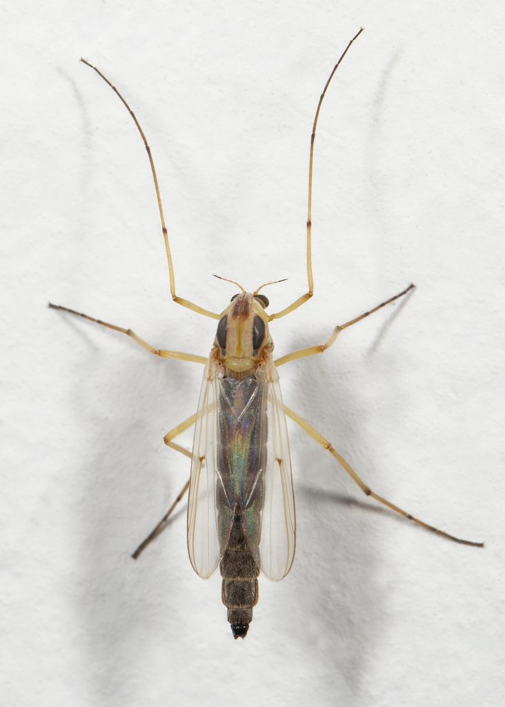 Chironomini