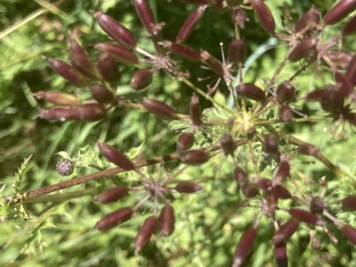 Pimpinella anisum iNat (1)
