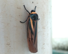 Paraona splendens