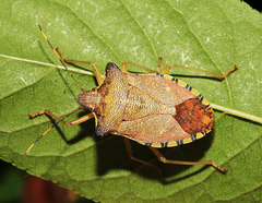Pentatoma semiannulata