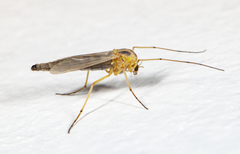 Chironomus dilutus