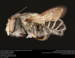 Litomegachile
