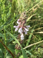 Stachys pilosa