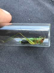 Conocephalus nigropleurum